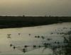La lagune de Mbodiène - 23224 vues