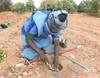 Carnage des mines en Casamance et déminage - 12515 vues